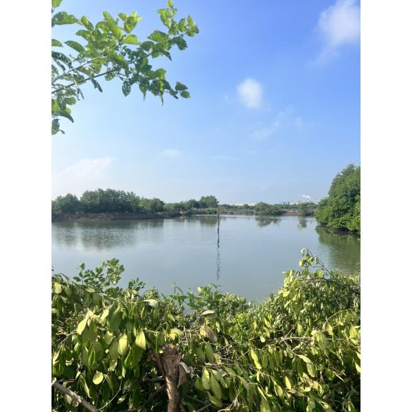 San nền thi công đường N8 KCN Phú Mỹ ii